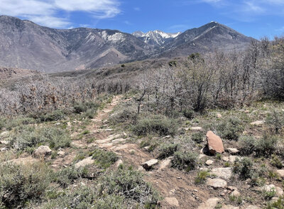 La Sals towering in the distance.
