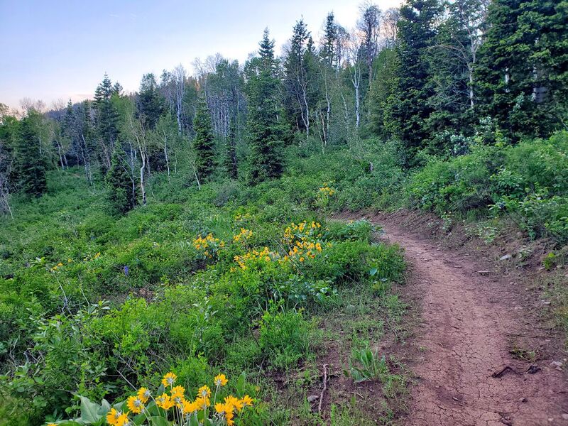 White Fir Trail