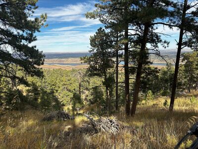 Views through the trees.