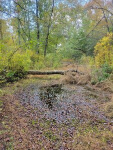 Trail end, pretty much impassable