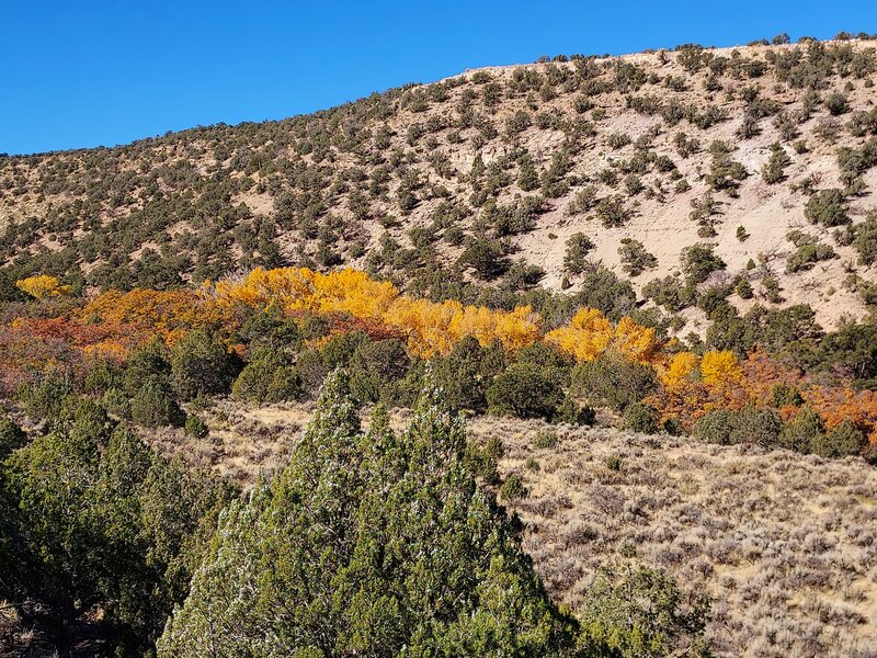 Fall colors along Amp Ridge.