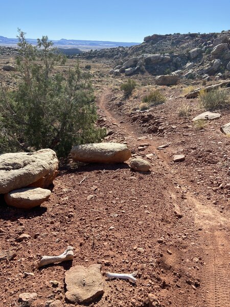 Bones lining the singletrack.