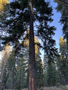 Can you guess what happend to this tree?