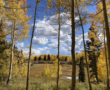 Fall colors