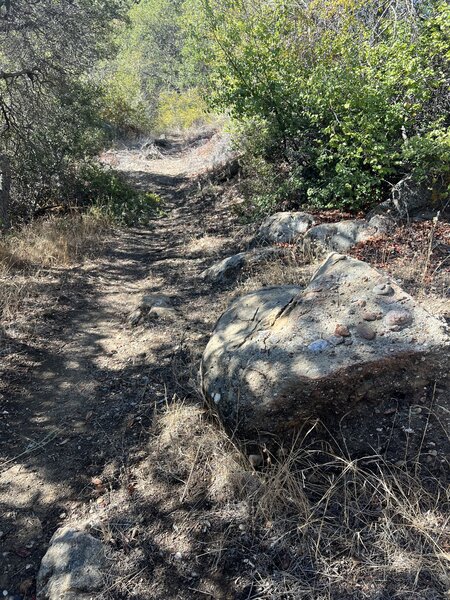 Shady trail corridors.