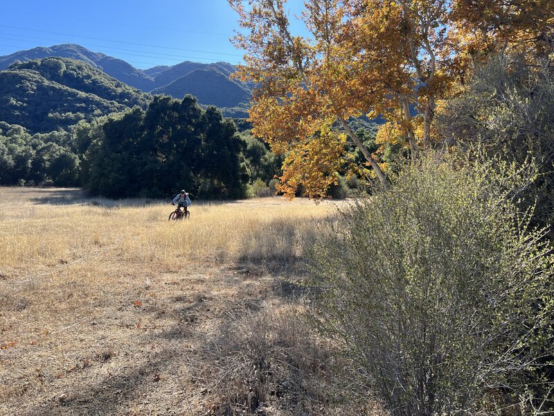 Meadow cruising by sycamores.