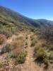 Long wildflower and chaparral-lined chutes.