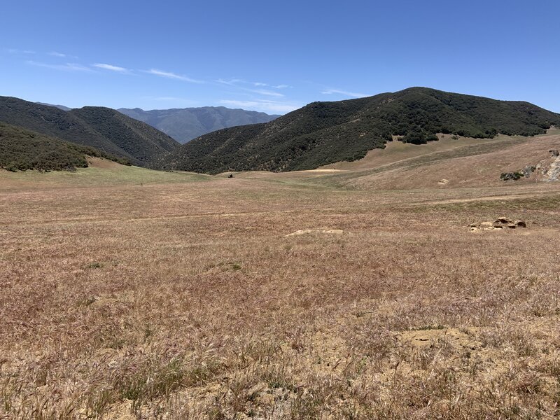 Massive wildflower Potreros.