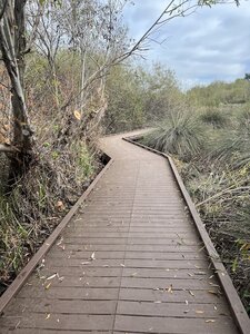 Wooden plank section over marsh area.