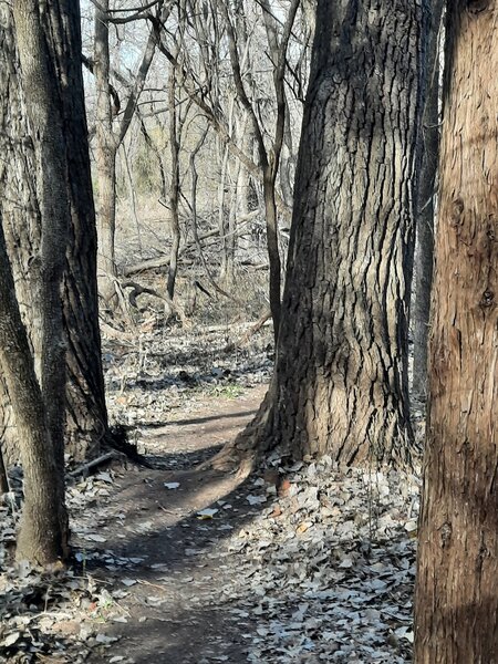 This particular spot psyched me out three times, before I finally got the nerve to ride thru it.  This was my second time mountain biking and the first on my own bike.