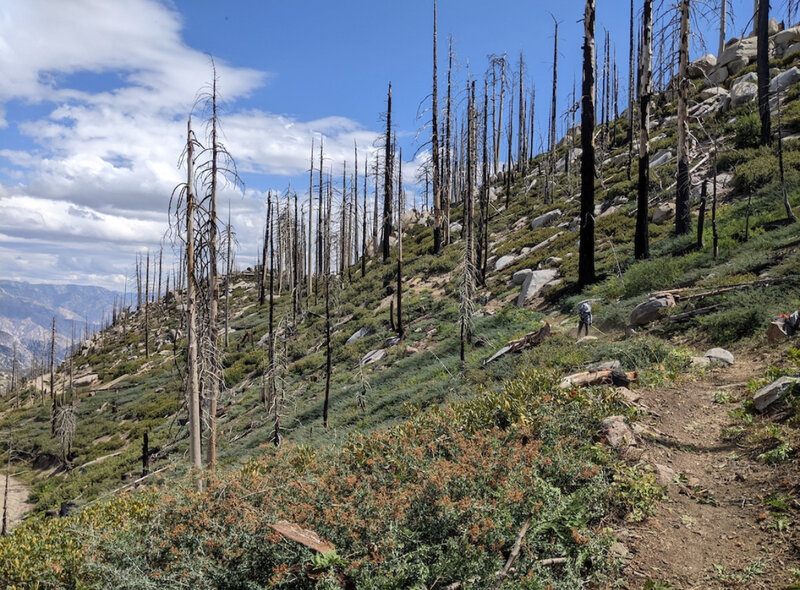 Long flowing singletrack through recovering burn.