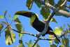 Toucan. It is usual to see this type of bird in the trail.