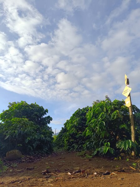 Trail In the middle coffee plants.