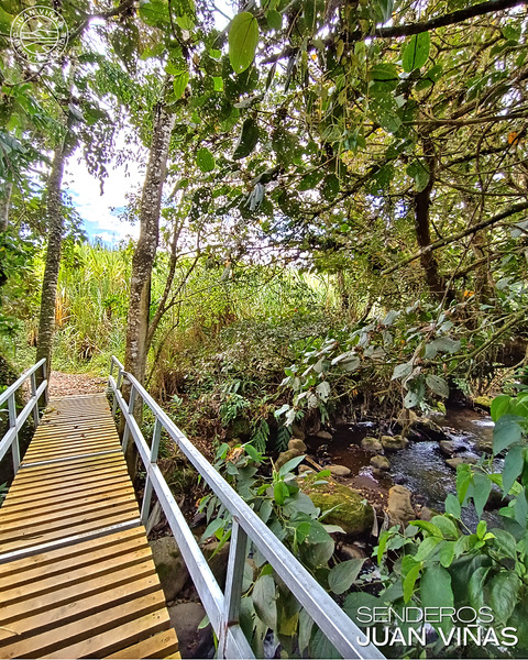 Bridge in the end of trail "El Bonsai"