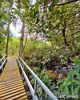 Bridge in the end of trail "El Bonsai"