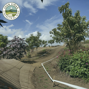 Wood Berm