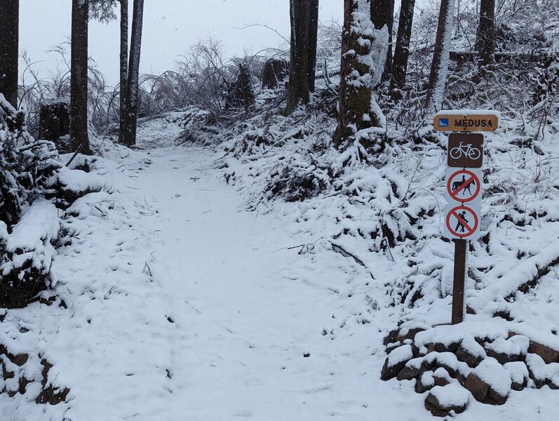 Entrance to the trail off of the logging road.