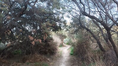 Bosque de taray