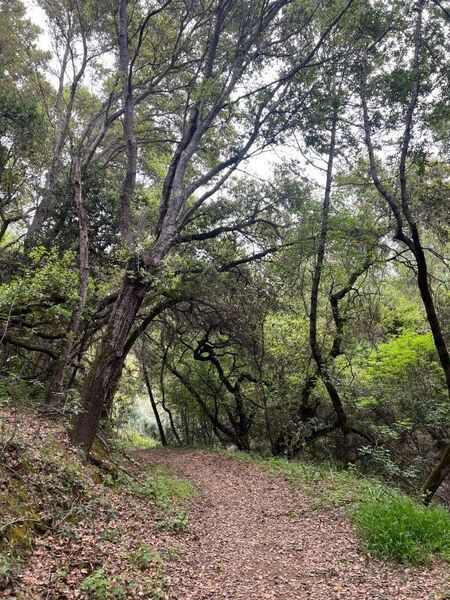 Small meadow on Deer Canyon Trail in middle of suburbia between Boulder Canyon Drive and Canyon Terrace Drive