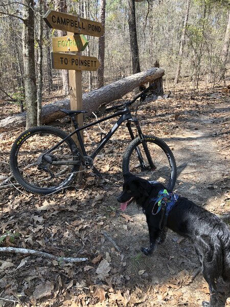 Great spot for a ride with your best friend