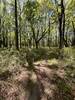 Through the Enchanted Forest of the Marrington Trail, Charleston SC