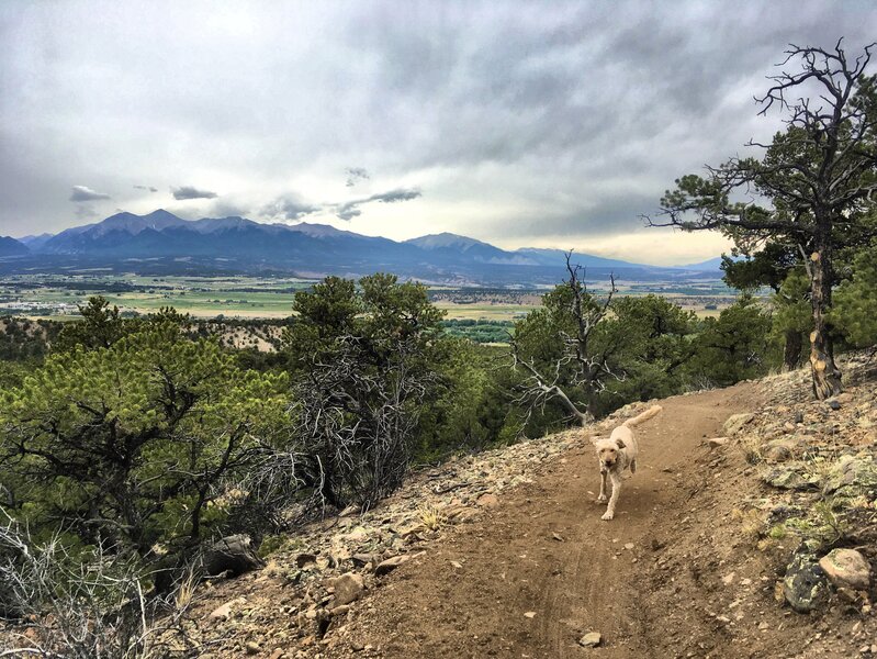 Happy dog on Spartan West.