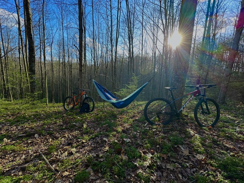 Scenic break around 3/4 overlooking a field of tree moss.