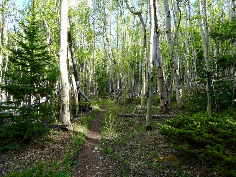 Aspens along the trail.