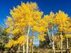 Aspens at peak color.