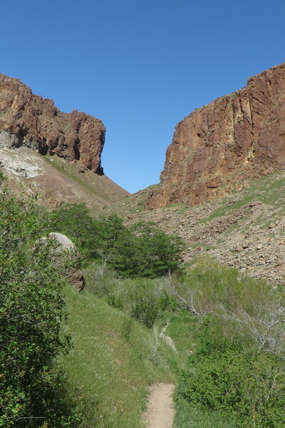 Along Reynolds Creek in late spring