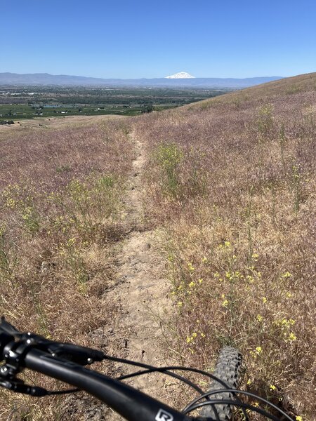 Mt Adams in the background