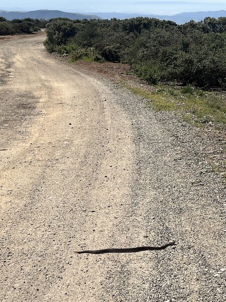 Watch for rattlesnakes!