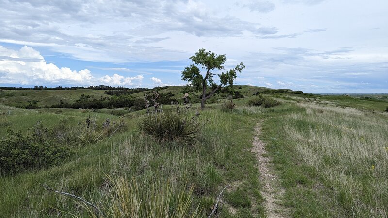 Section of the trail near the top of the ridge.