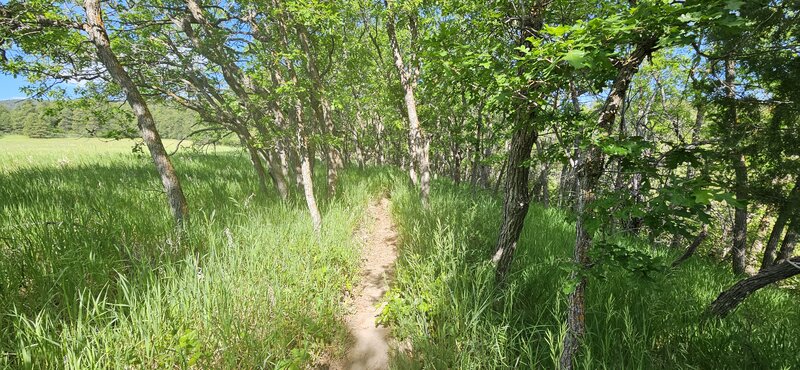 The flowy eastern section of the trail.