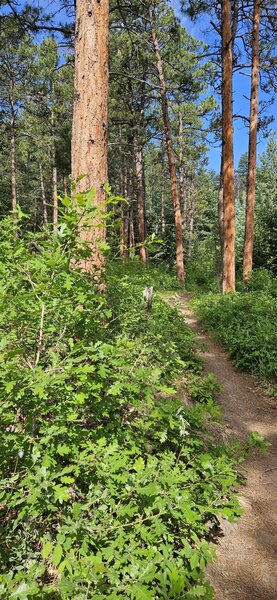 Amazing evergreen forest outside of Beulah Valley.