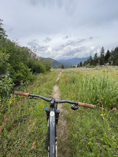 Views down alpine meadows in the fall.