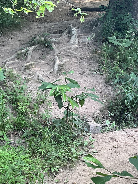 Another creek crossing