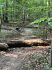 One of many logs crossings if you want to challenge them.