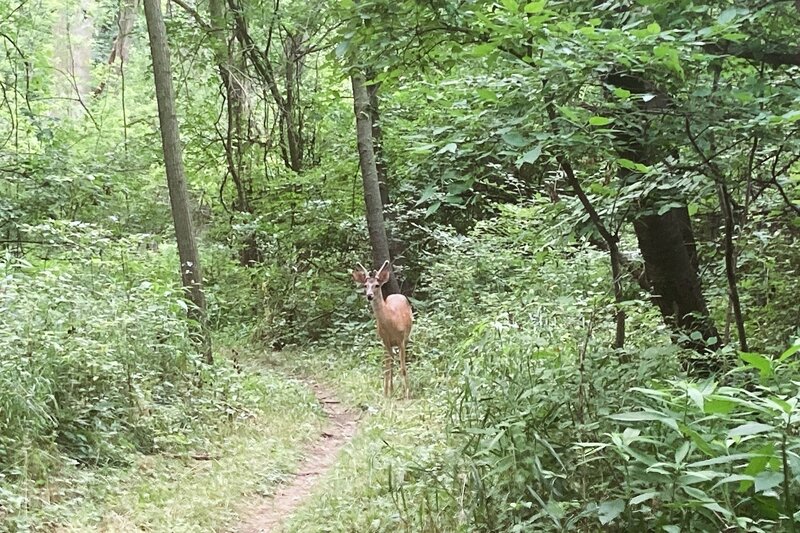 Trail resident. Be on the lookout on blind corners.