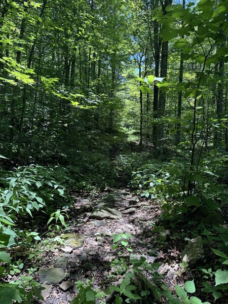 First section of trail heading toward huckleberry from lumberjack trailhead.