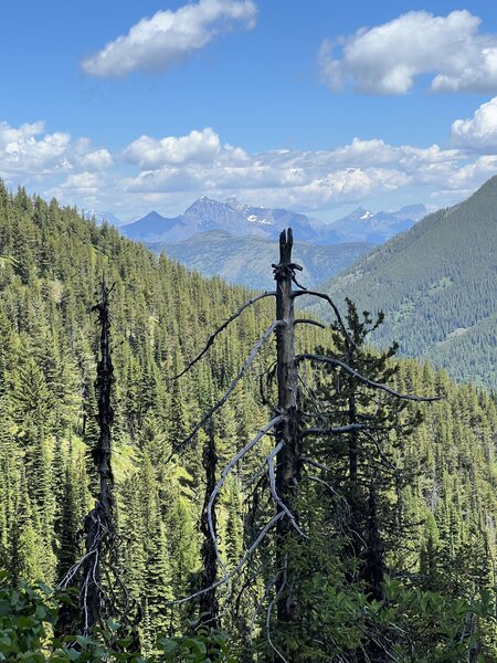 Beautiful view of Glacier National Park on the climb up FR497.