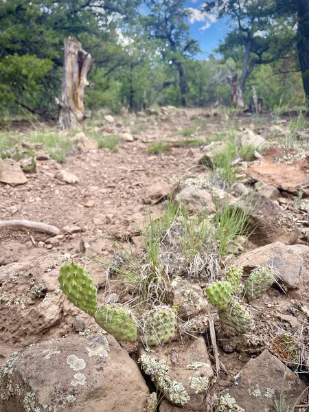 Pricklypear cacti