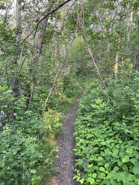 Log Jam trail