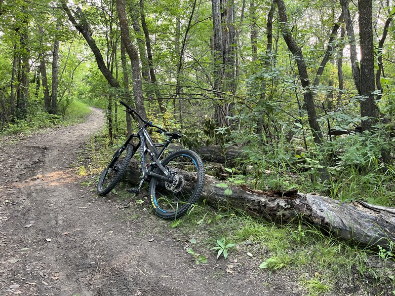 Big Log trail