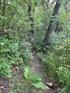 Disco tech trail, a bit overgrown.