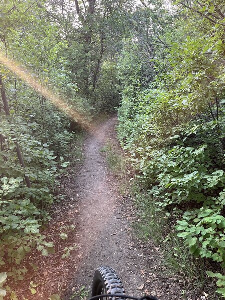 "Flow Through the Trees" trail.