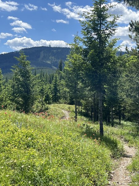 Nice view from the new Emmons Ridge Trail looking at the top of Blacktail Mountain.