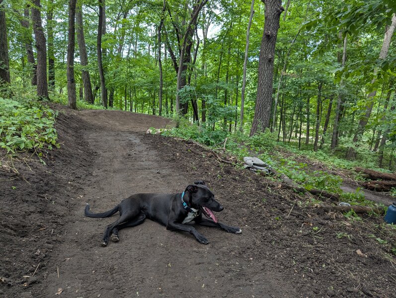 Pup resting after testing out this berm several times.