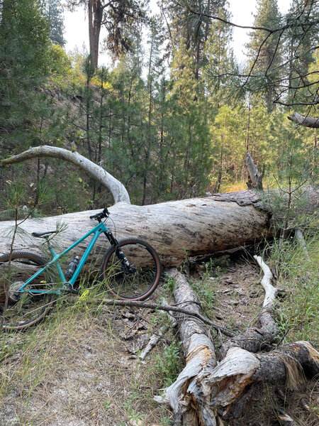 Largest tree on the trail one must climb over.