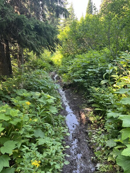 A .5 mile is very wet with lots of ferns and chances to get water or cool off a bit as you climb.